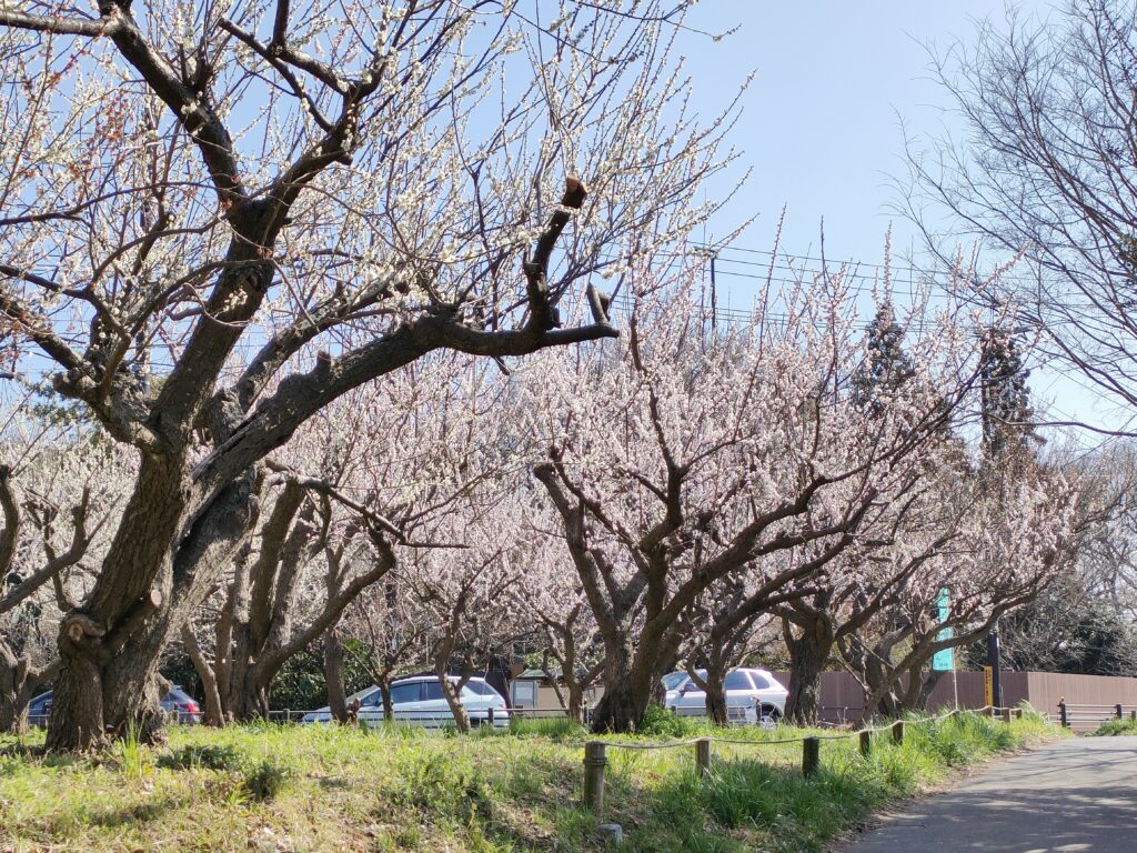 桜並木